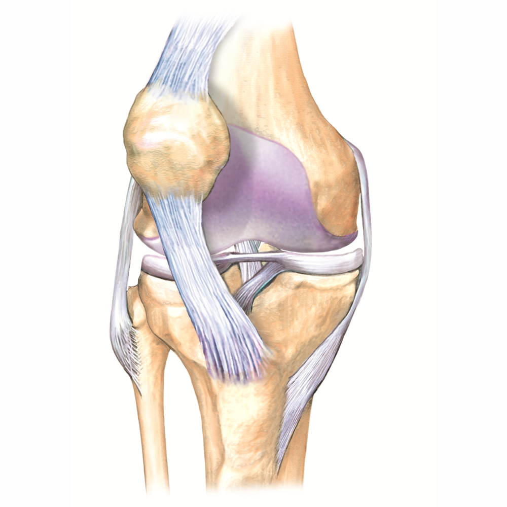 Воспаление коленных связок лечение. Коленный сустав. Коленный сустав анатомия. Колено. Коленка сустав.