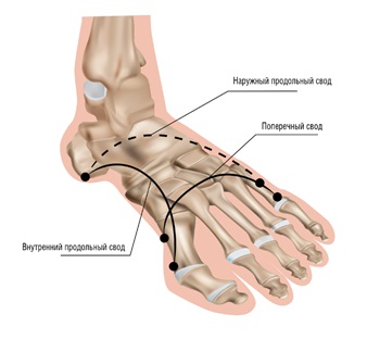 Арочное строение стопы
